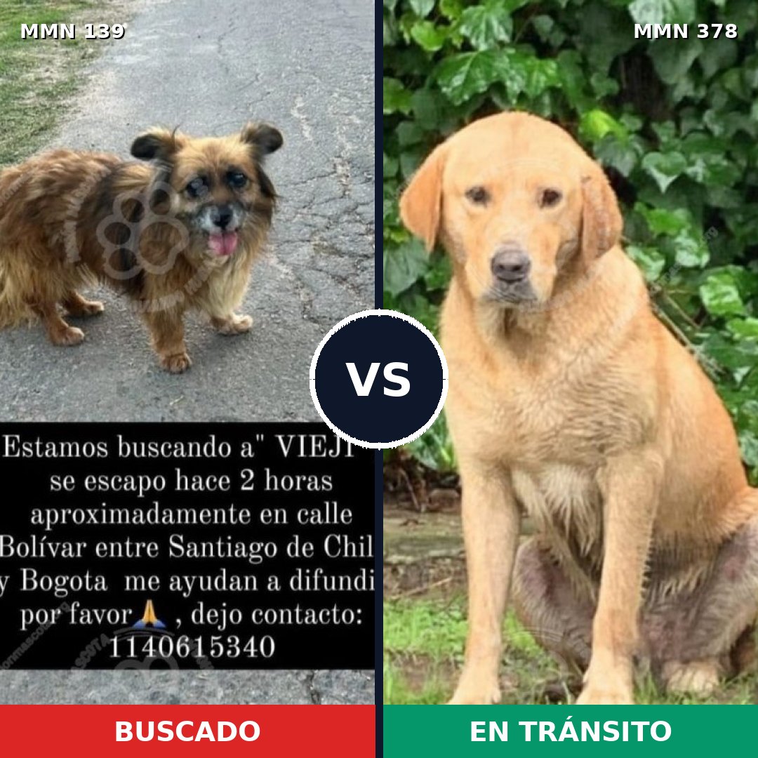 Comparativa MMS 25989: mascota perdida y mascota encontrada, 28% de similitud
