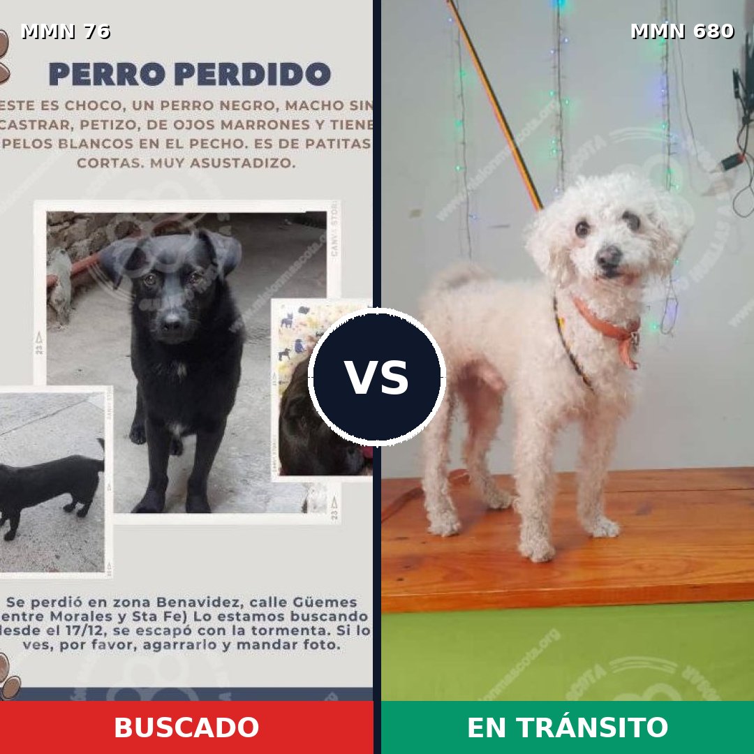 Comparativa MMS 2599: mascota perdida y mascota encontrada, 48% de similitud