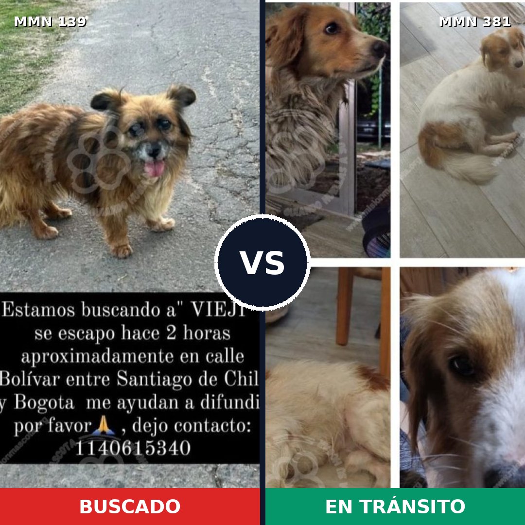 Comparativa MMS 25990: mascota perdida y mascota encontrada, 69% de similitud