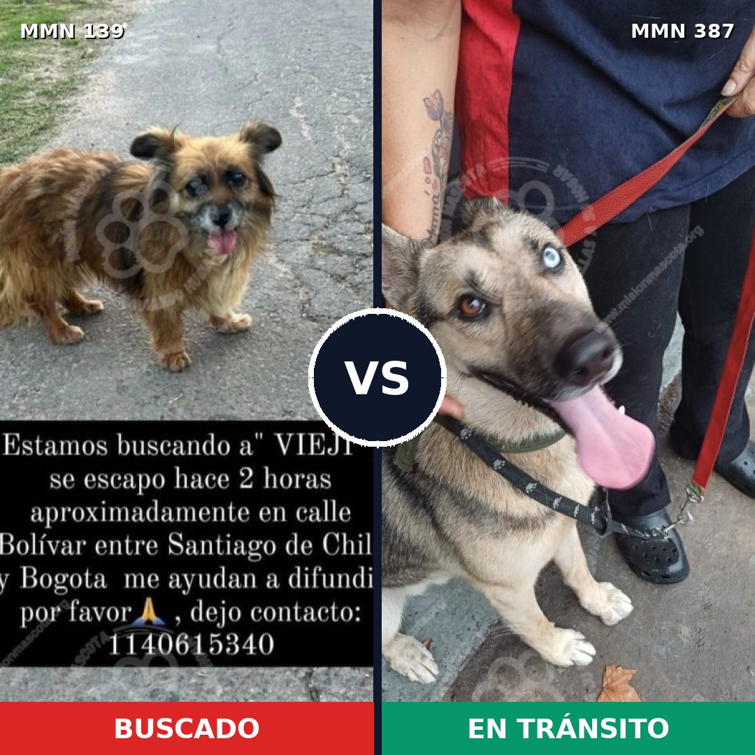 Comparativa MMS 25991: mascota perdida y mascota encontrada, 42% de similitud