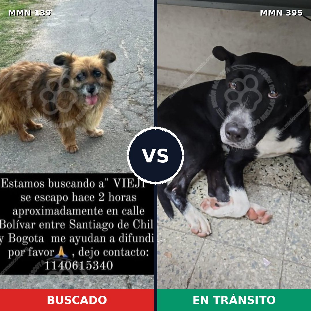 Comparativa MMS 25992: mascota perdida y mascota encontrada, 72% de similitud