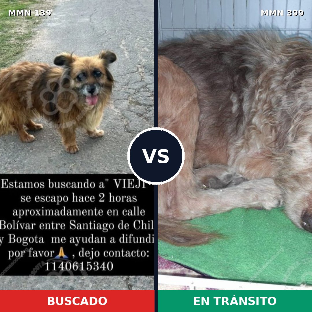Comparativa MMS 25993: mascota perdida y mascota encontrada, 74% de similitud
