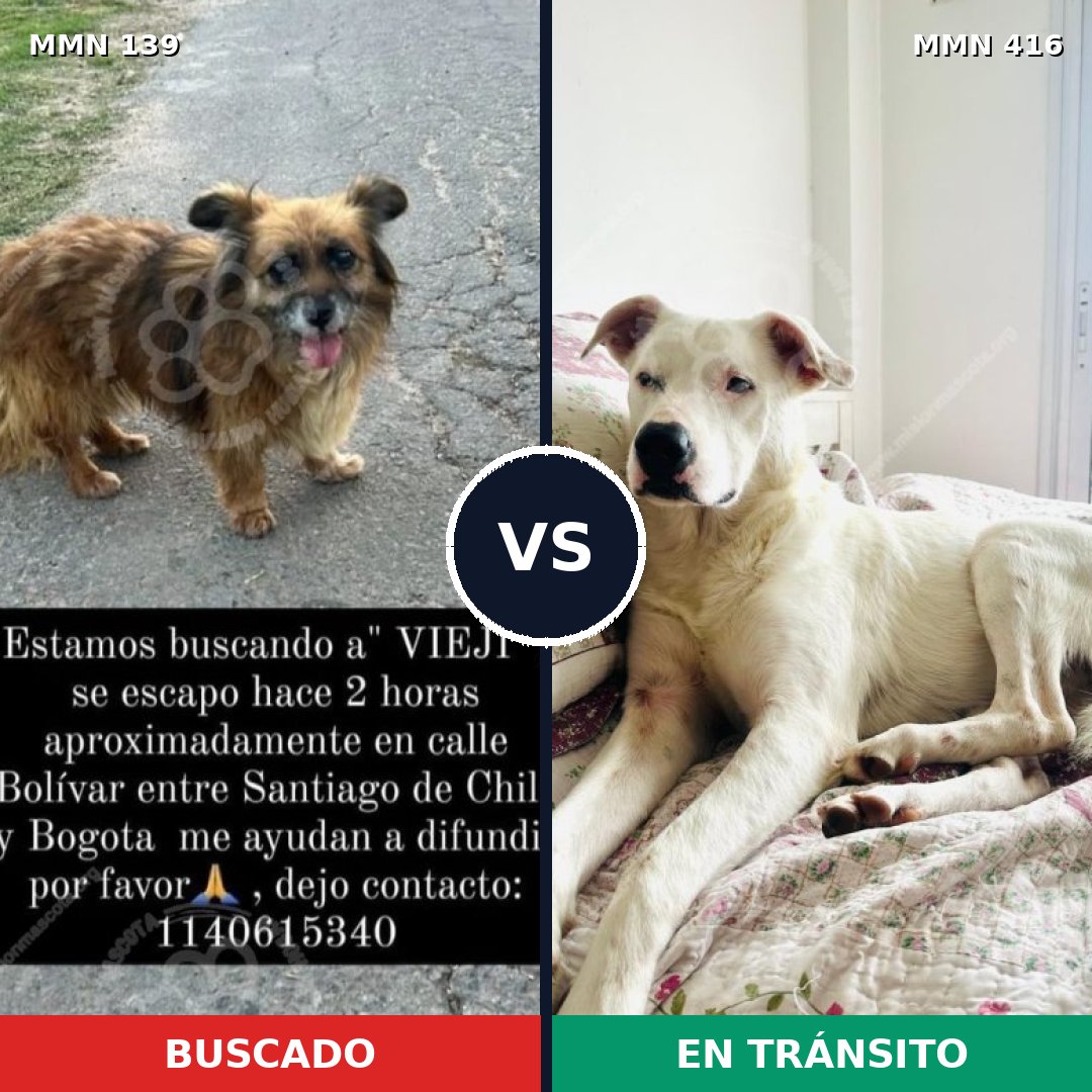 Comparativa MMS 25994: mascota perdida y mascota encontrada, 59% de similitud