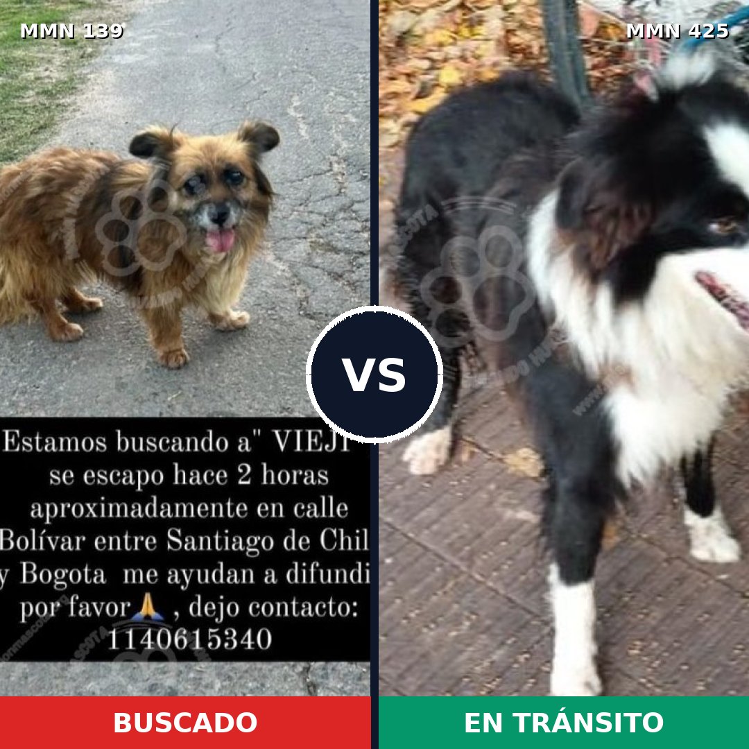 Comparativa MMS 25995: mascota perdida y mascota encontrada, 59% de similitud
