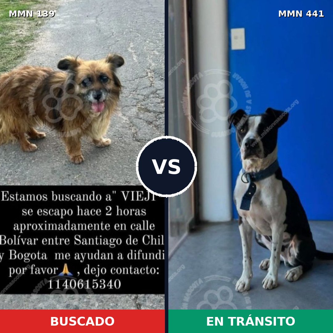 Comparativa MMS 25996: mascota perdida y mascota encontrada, 60% de similitud
