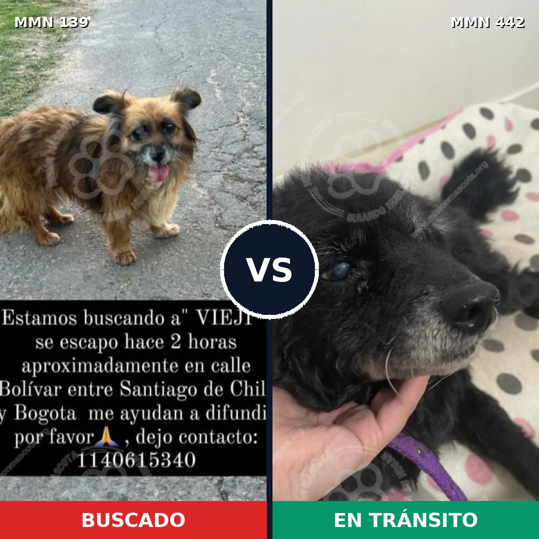 Comparativa MMS 25997: mascota perdida y mascota encontrada, 72% de similitud