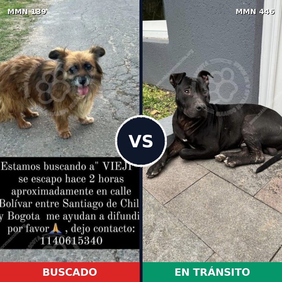 Comparativa MMS 25998: mascota perdida y mascota encontrada, 72% de similitud