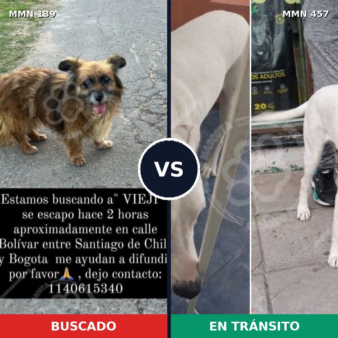 Comparativa MMS 25999: mascota perdida y mascota encontrada, 72% de similitud