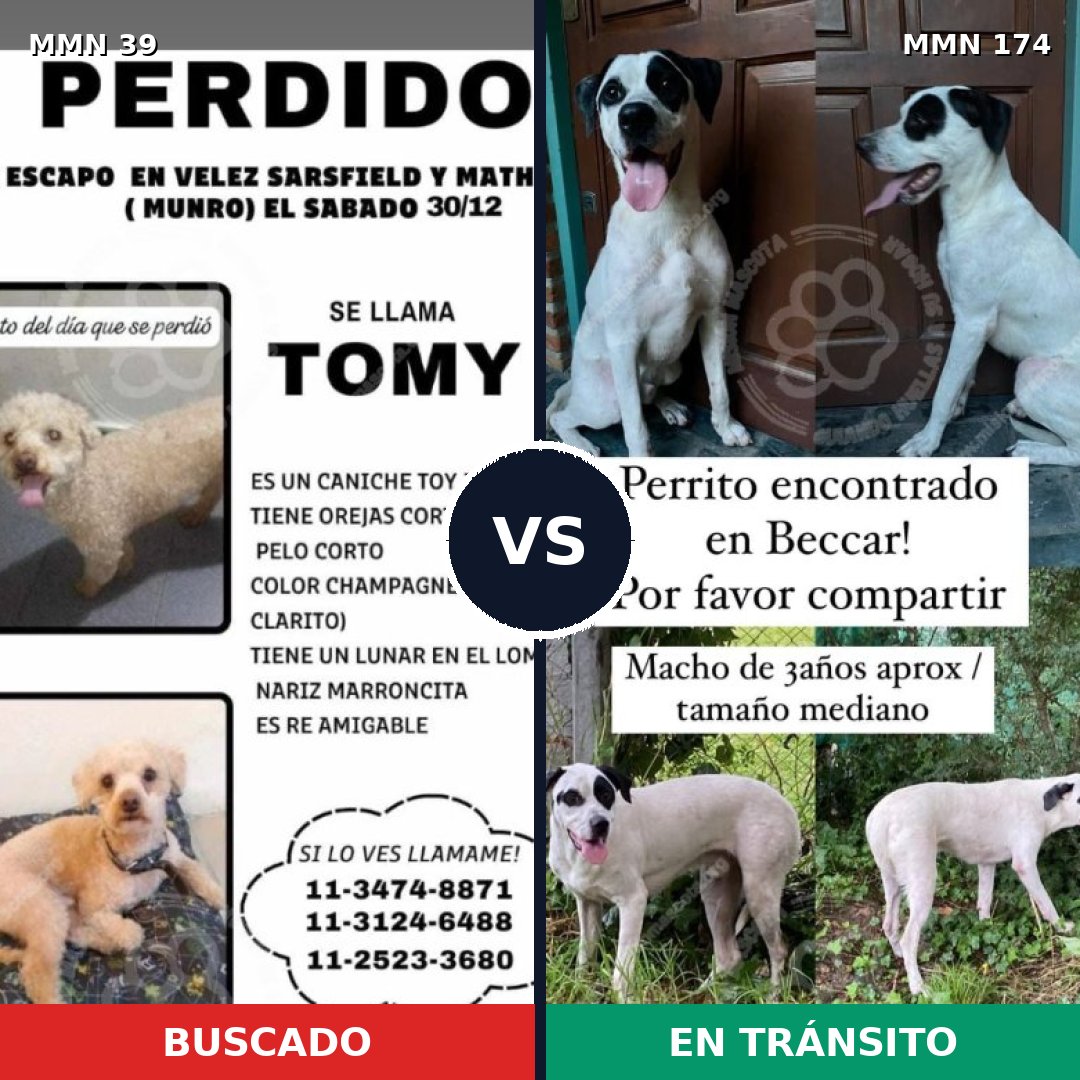 Comparativa MMS 26: mascota perdida y mascota encontrada, 26% de similitud