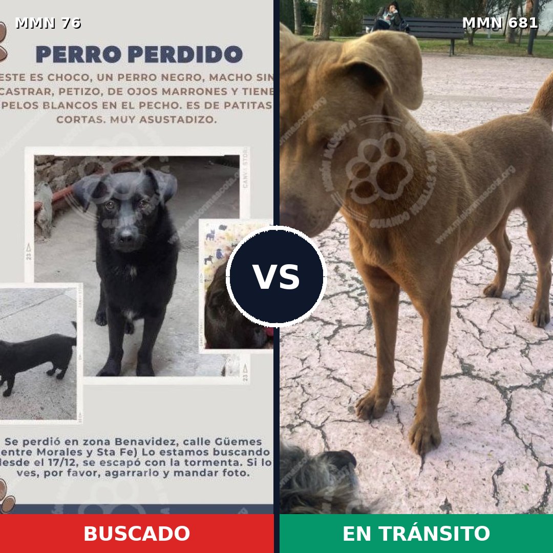 Comparativa MMS 2600: mascota perdida y mascota encontrada, 8% de similitud