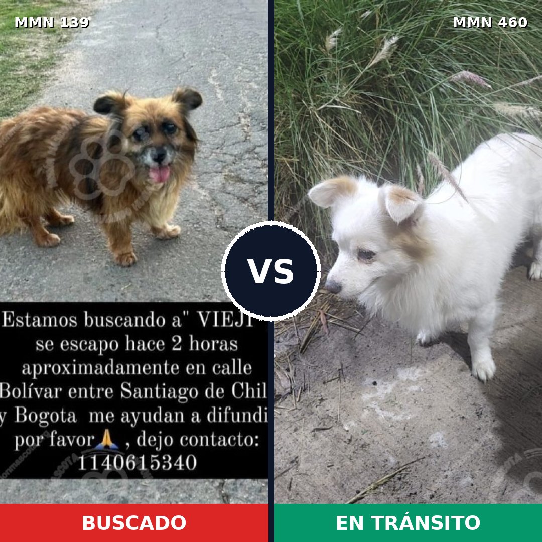 Comparativa MMS 26000: mascota perdida y mascota encontrada, 57% de similitud