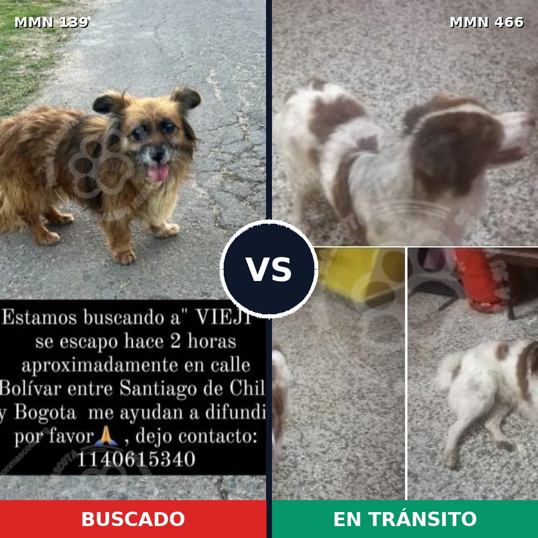 Comparativa MMS 26001: mascota perdida y mascota encontrada, 69% de similitud