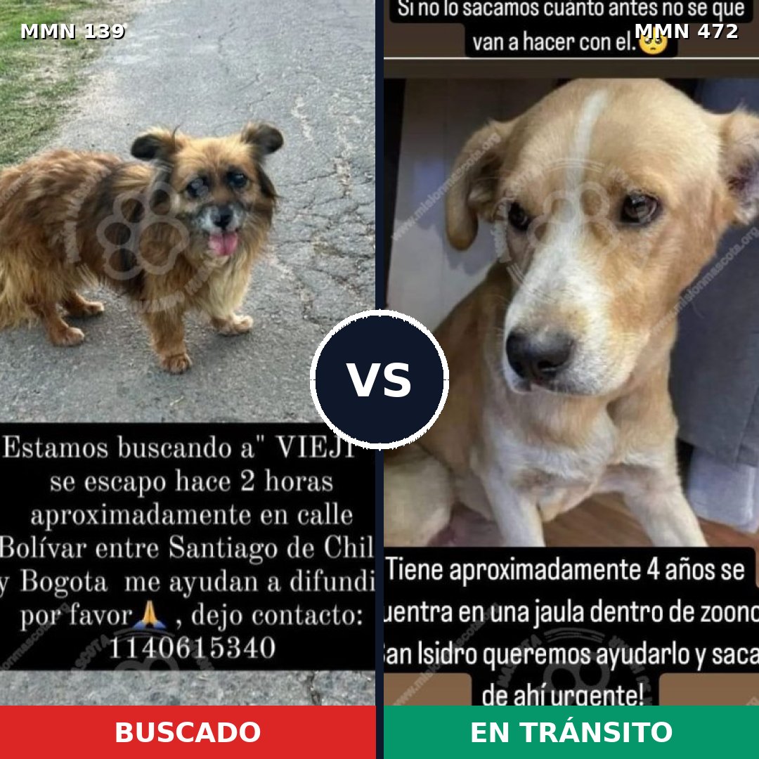 Comparativa MMS 26002: mascota perdida y mascota encontrada, 68% de similitud