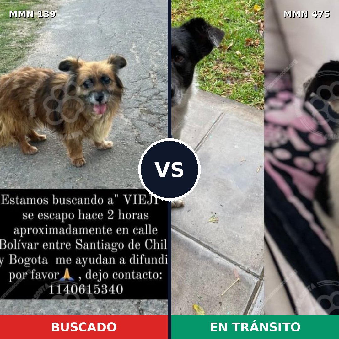 Comparativa MMS 26003: mascota perdida y mascota encontrada, 72% de similitud
