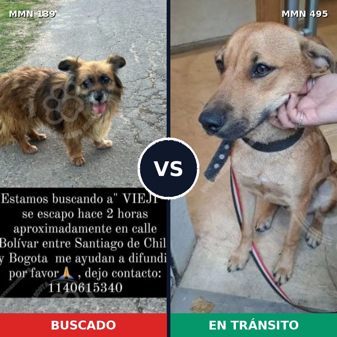 Comparativa MMS 26004: mascota perdida y mascota encontrada, 68% de similitud