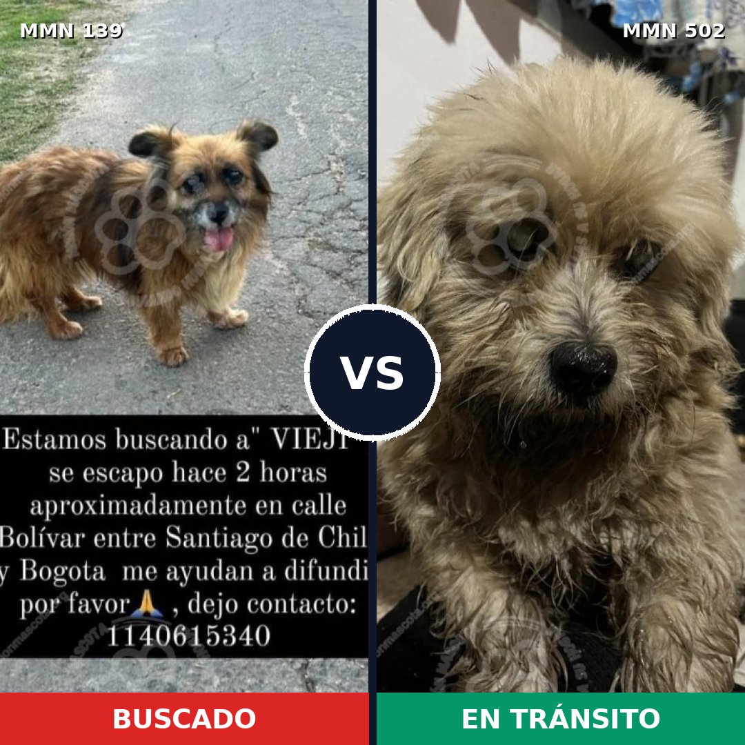 Comparativa MMS 26005: mascota perdida y mascota encontrada, 62% de similitud