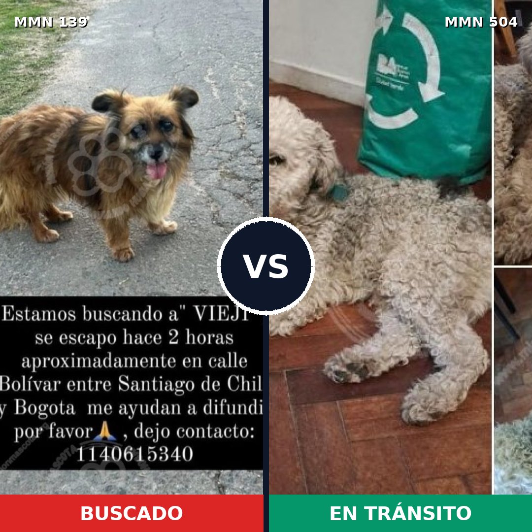 Comparativa MMS 26006: mascota perdida y mascota encontrada, 36% de similitud