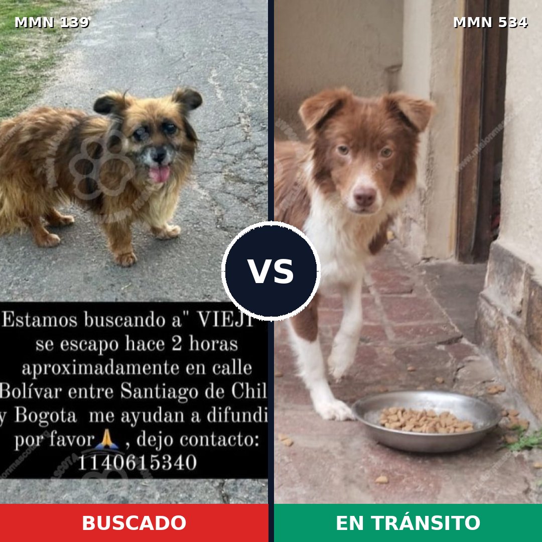 Comparativa MMS 26007: mascota perdida y mascota encontrada, 71% de similitud