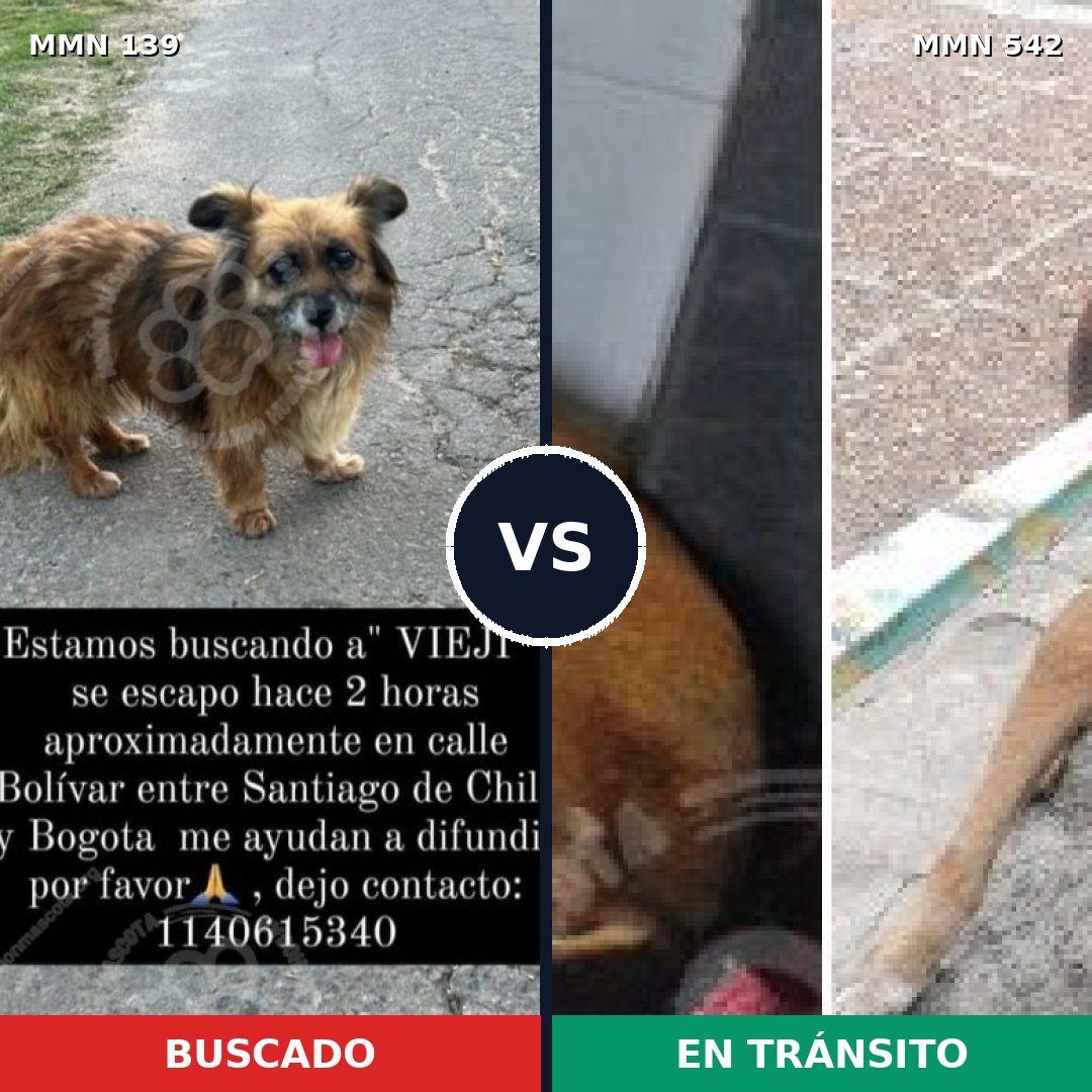 Comparativa MMS 26008: mascota perdida y mascota encontrada, 73% de similitud