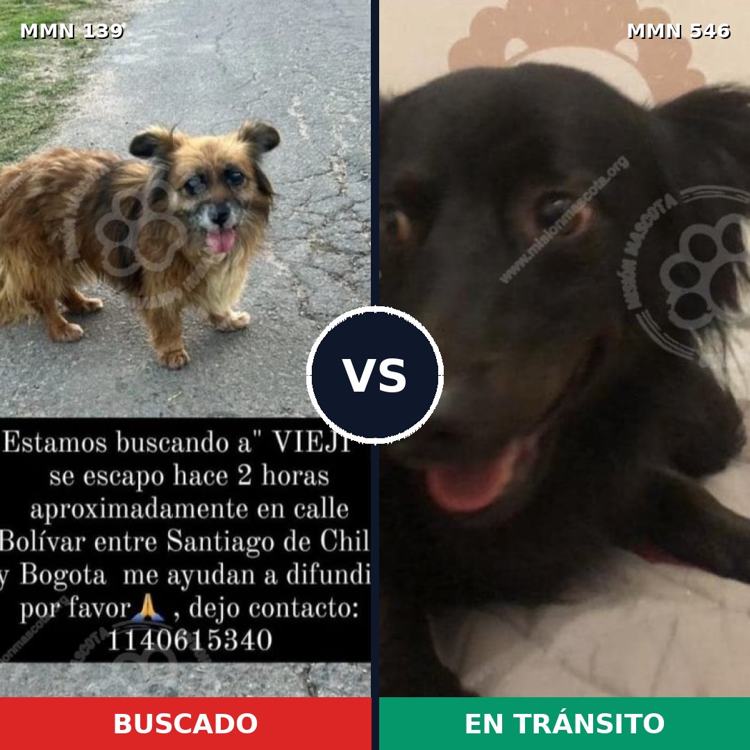 Comparativa MMS 26009: mascota perdida y mascota encontrada, 61% de similitud