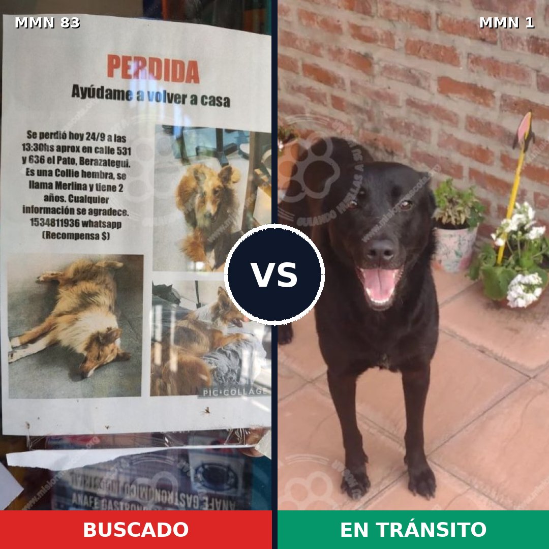 Comparativa MMS 2601: mascota perdida y mascota encontrada, 8% de similitud