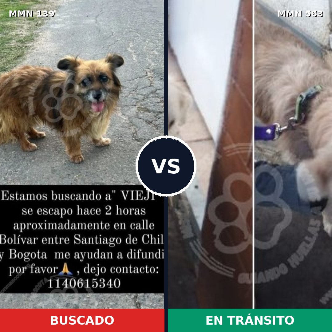 Comparativa MMS 26010: mascota perdida y mascota encontrada, 37% de similitud