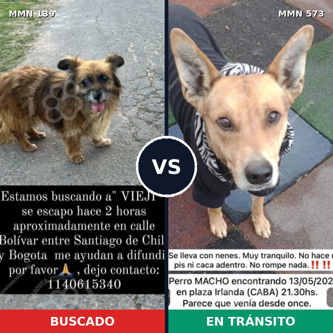 Comparativa MMS 26011: mascota perdida y mascota encontrada, 72% de similitud