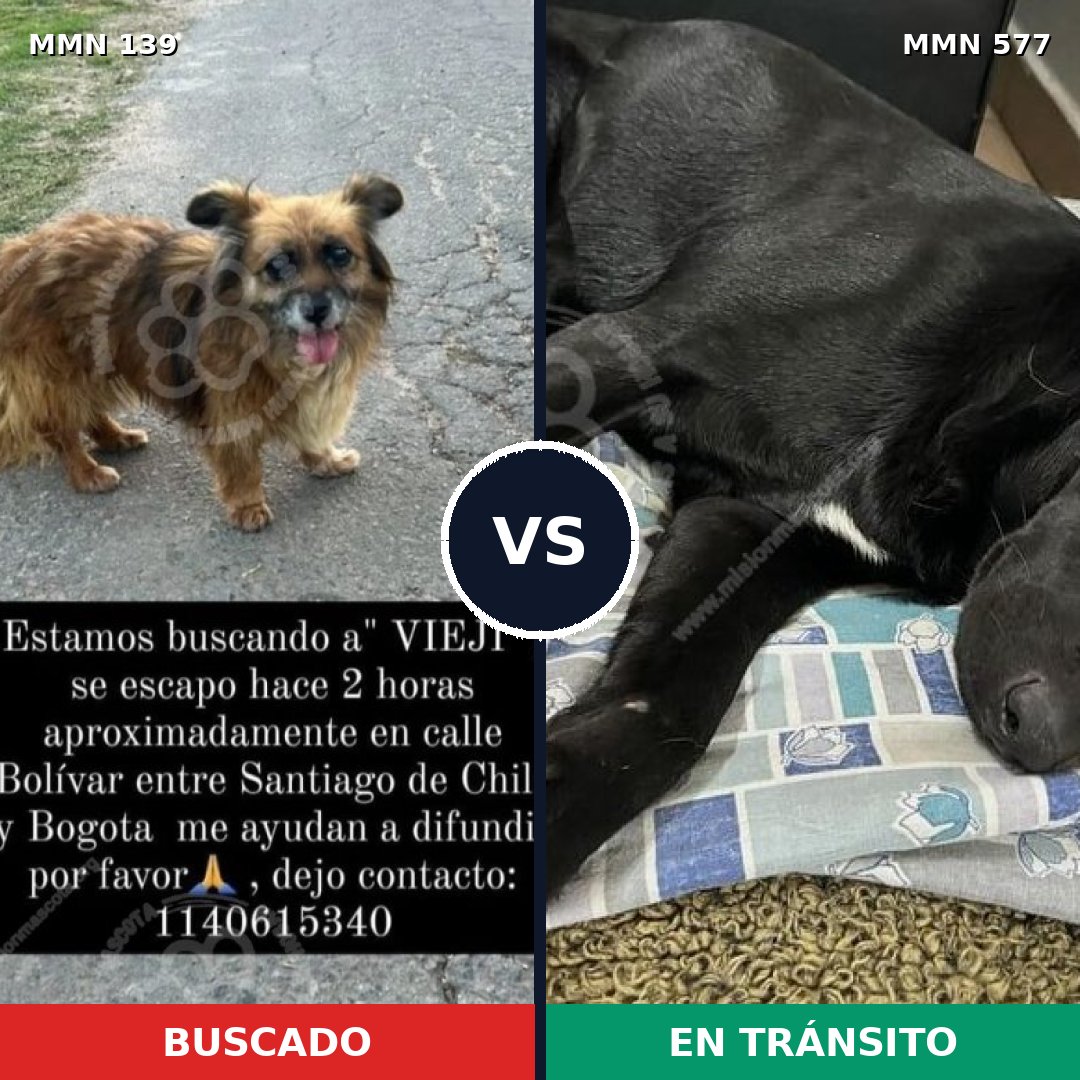 Comparativa MMS 26012: mascota perdida y mascota encontrada, 70% de similitud