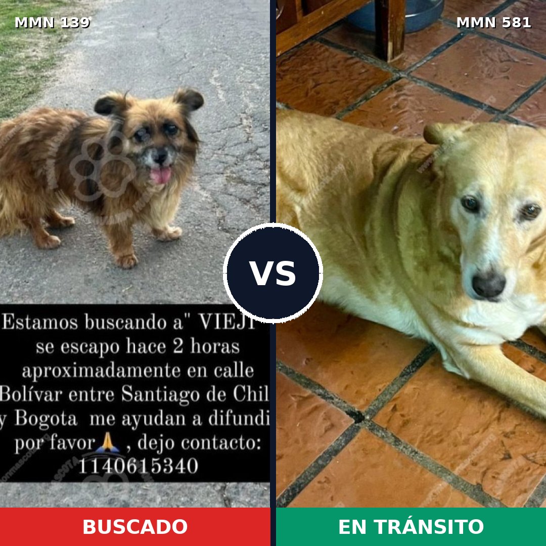 Comparativa MMS 26013: mascota perdida y mascota encontrada, 66% de similitud