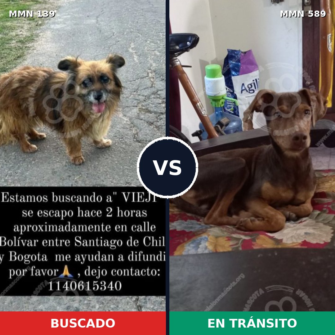 Comparativa MMS 26014: mascota perdida y mascota encontrada, 51% de similitud
