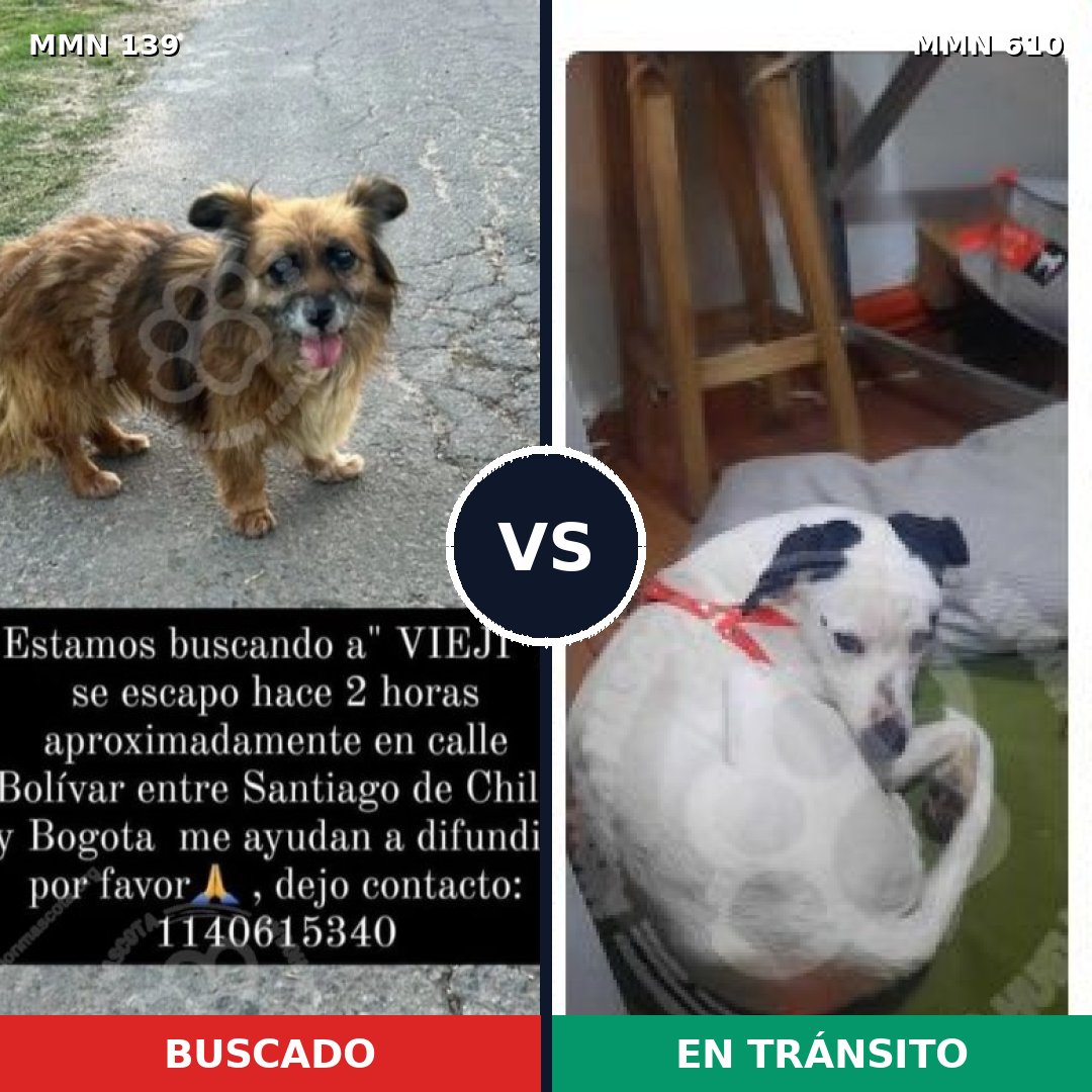 Comparativa MMS 26015: mascota perdida y mascota encontrada, 72% de similitud