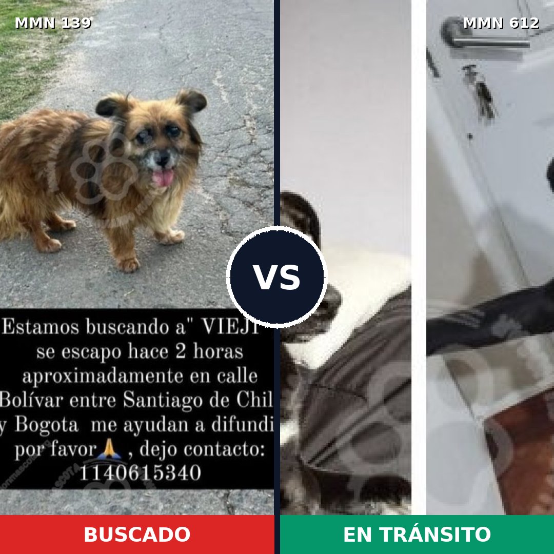 Comparativa MMS 26016: mascota perdida y mascota encontrada, 70% de similitud