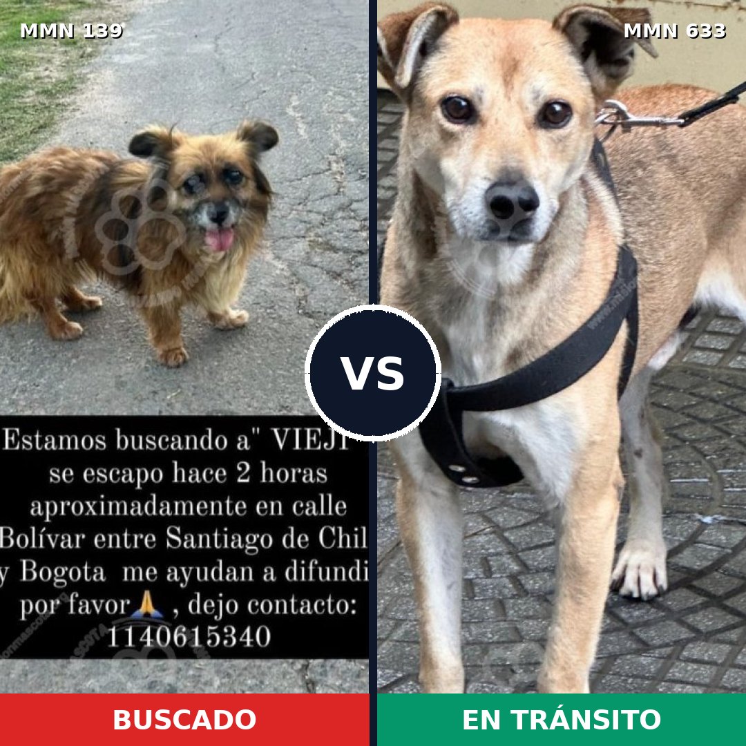 Comparativa MMS 26017: mascota perdida y mascota encontrada, 73% de similitud