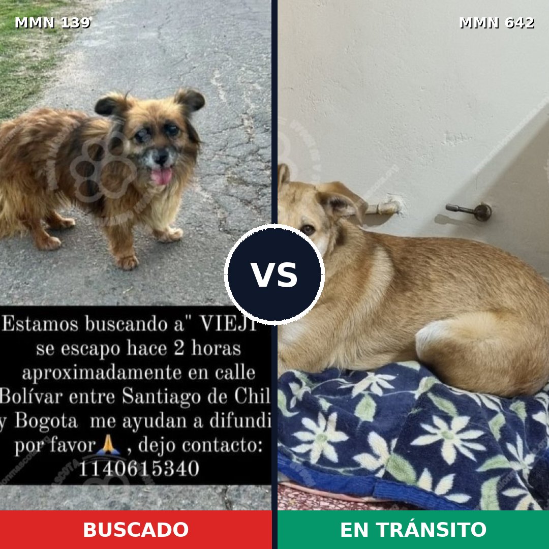 Comparativa MMS 26018: mascota perdida y mascota encontrada, 53% de similitud