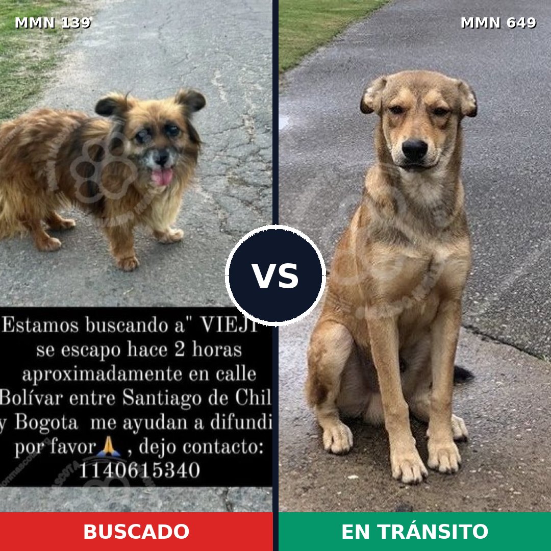 Comparativa MMS 26019: mascota perdida y mascota encontrada, 26% de similitud