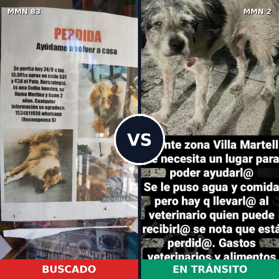 Comparativa MMS 2602: mascota perdida y mascota encontrada, 10% de similitud