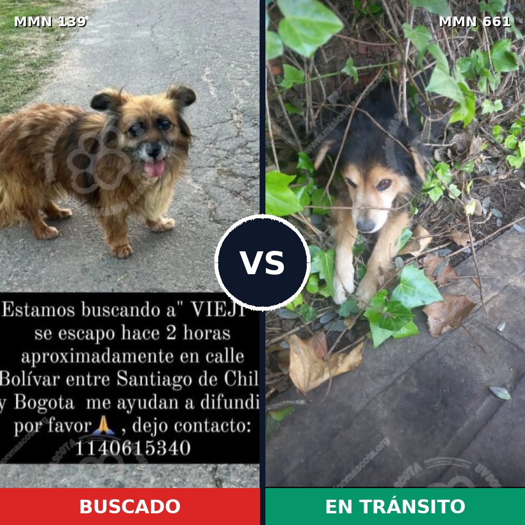 Comparativa MMS 26020: mascota perdida y mascota encontrada, 32% de similitud