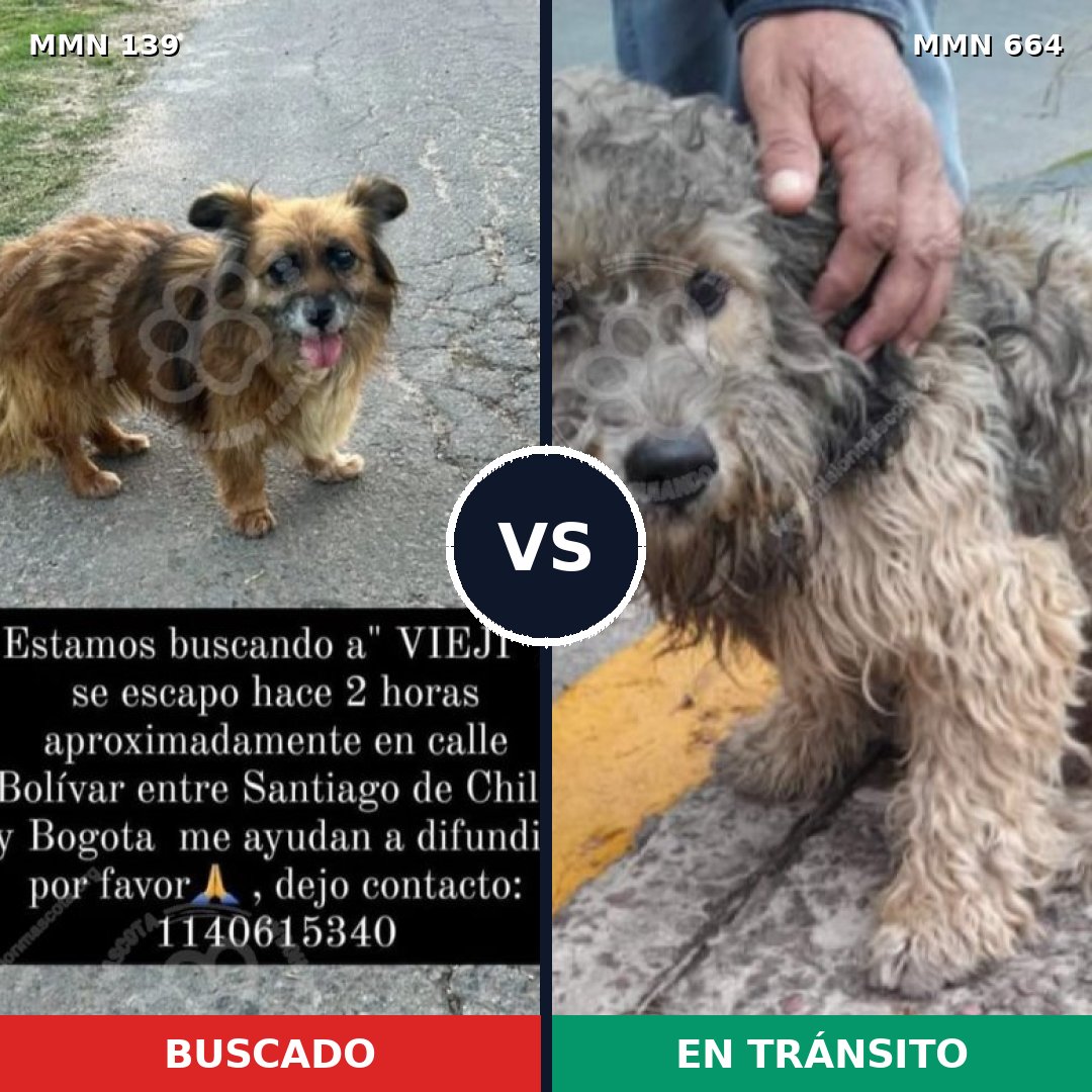 Comparativa MMS 26021: mascota perdida y mascota encontrada, 75% de similitud