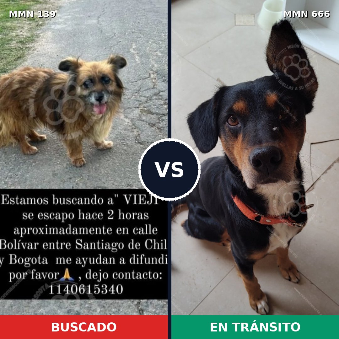 Comparativa MMS 26022: mascota perdida y mascota encontrada, 42% de similitud
