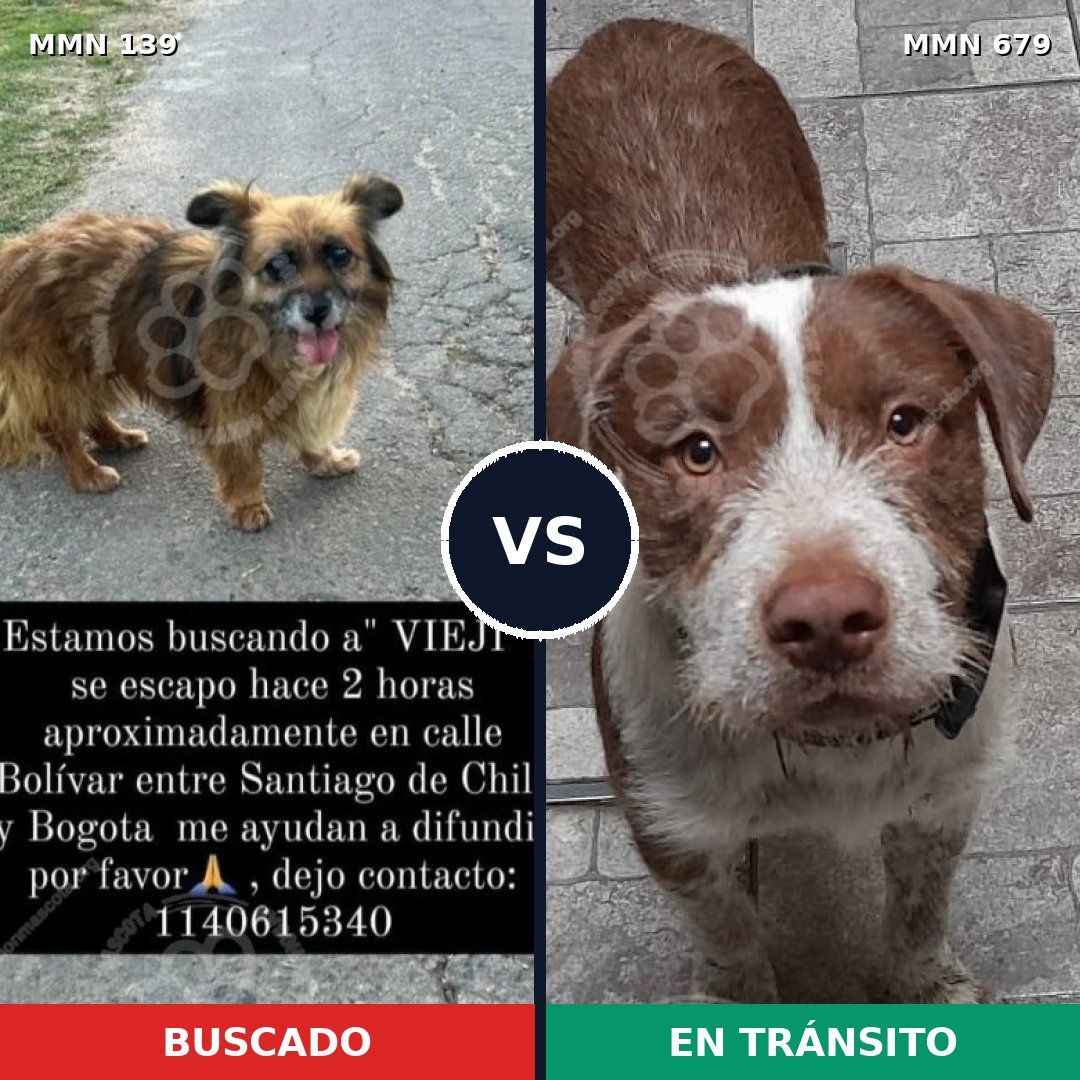 Comparativa MMS 26023: mascota perdida y mascota encontrada, 55% de similitud