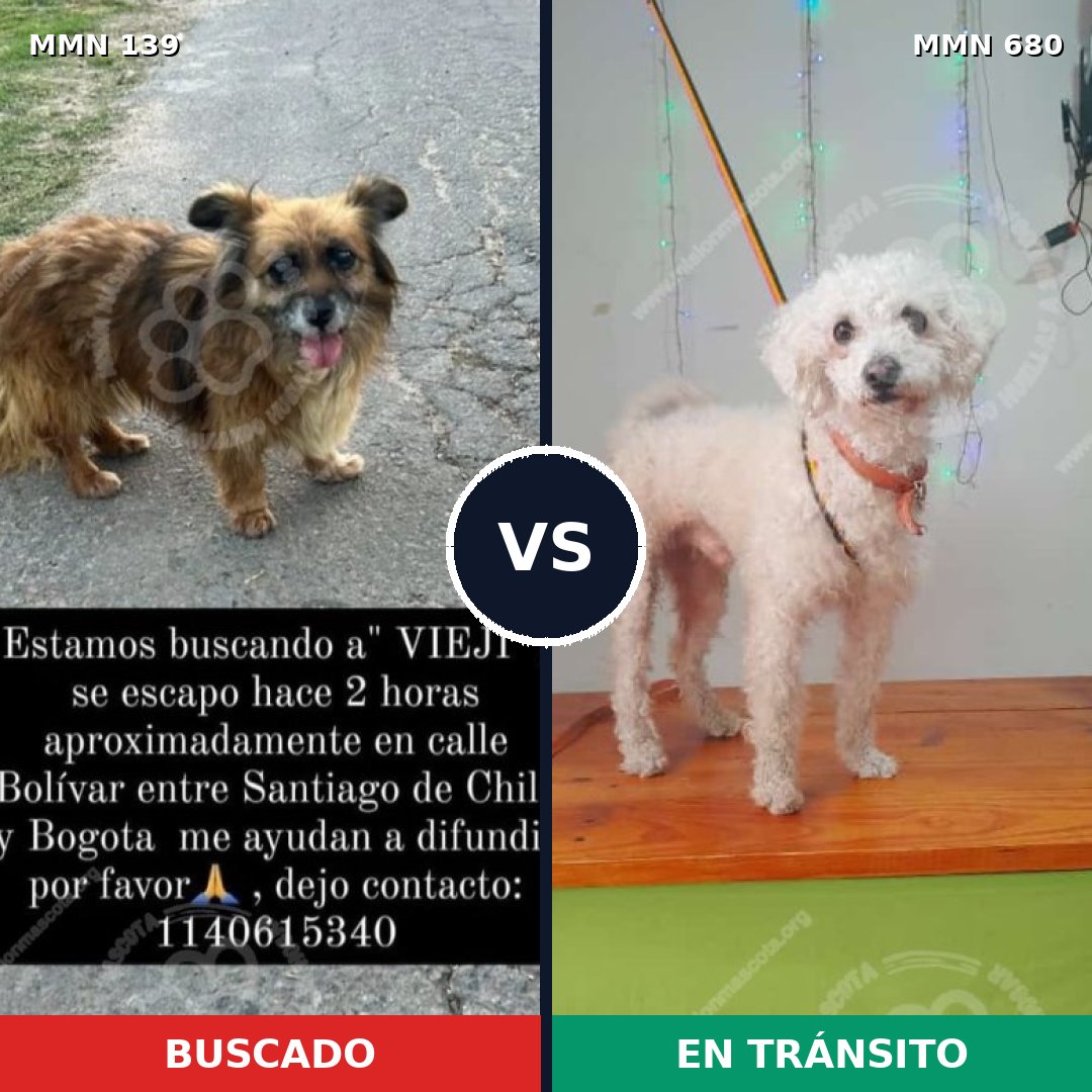 Comparativa MMS 26024: mascota perdida y mascota encontrada, 27% de similitud