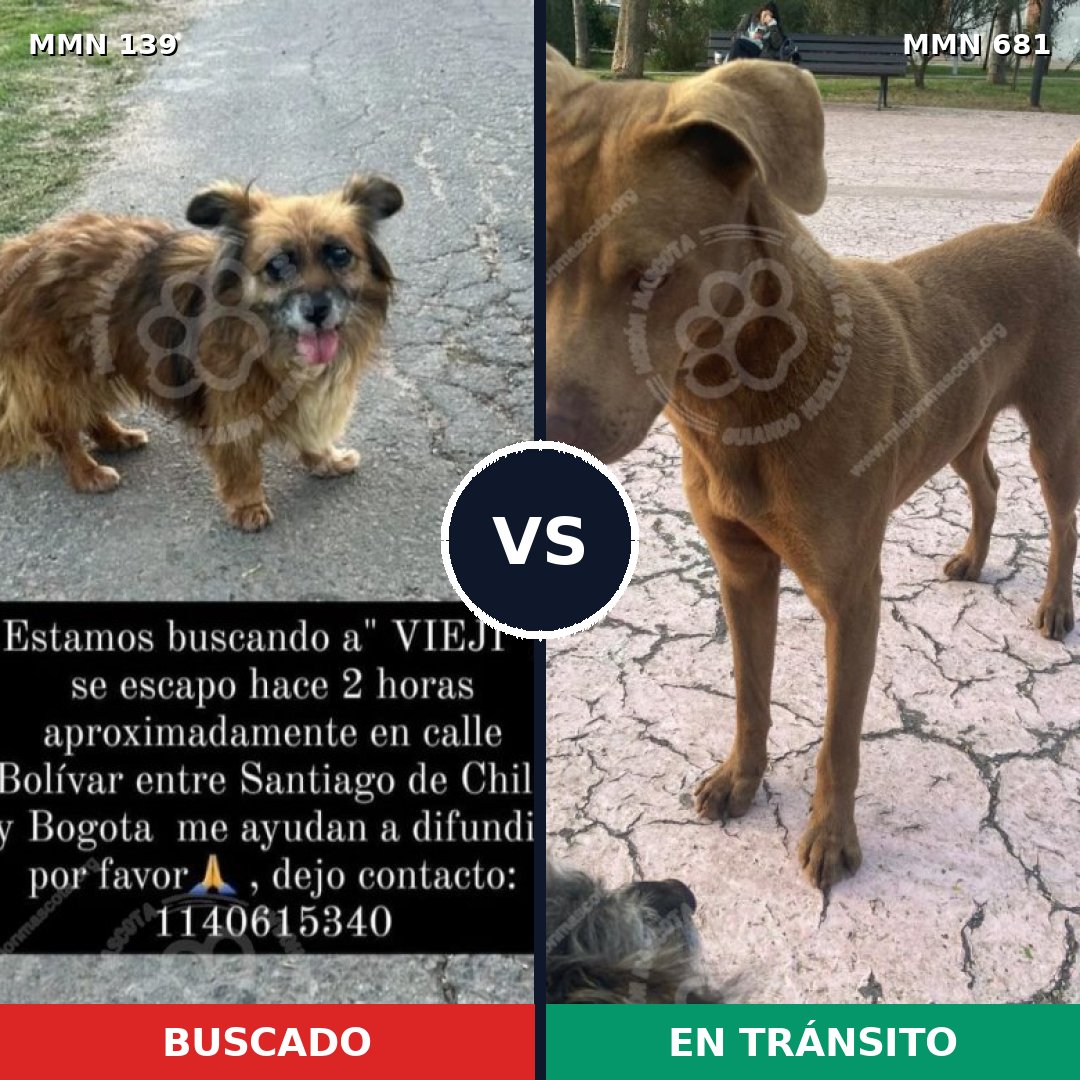 Comparativa MMS 26025: mascota perdida y mascota encontrada, 37% de similitud