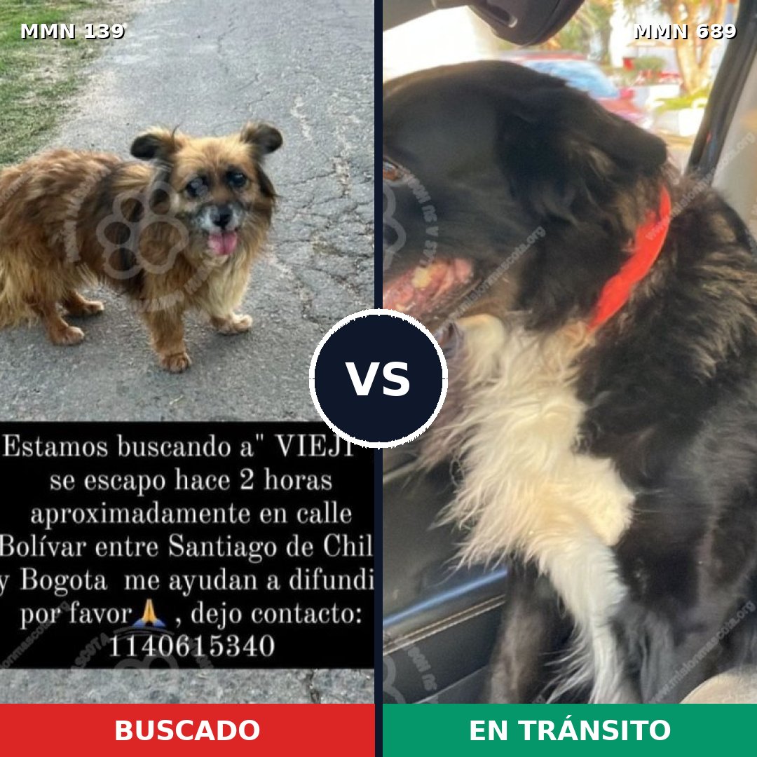 Comparativa MMS 26026: mascota perdida y mascota encontrada, 44% de similitud
