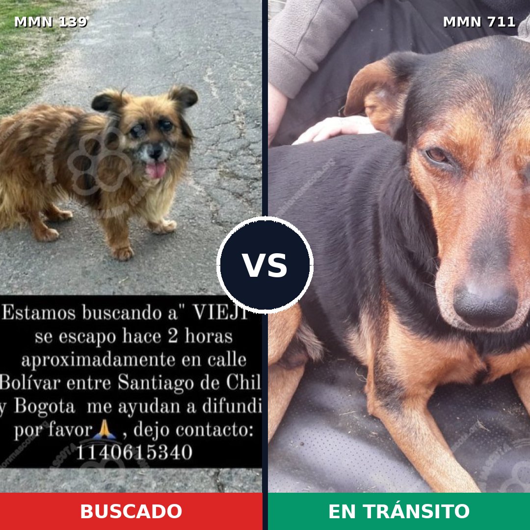 Comparativa MMS 26027: mascota perdida y mascota encontrada, 58% de similitud