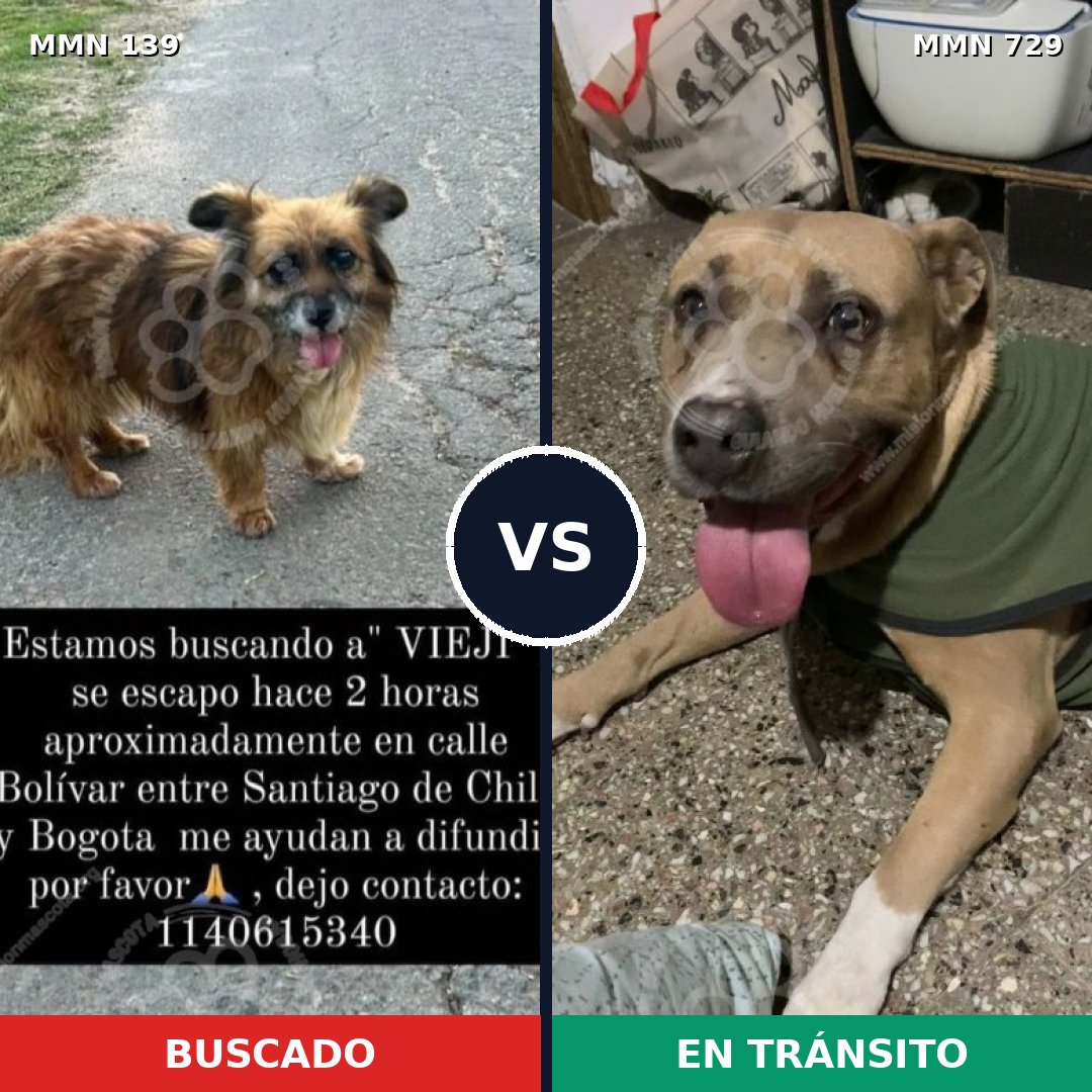 Comparativa MMS 26028: mascota perdida y mascota encontrada, 26% de similitud