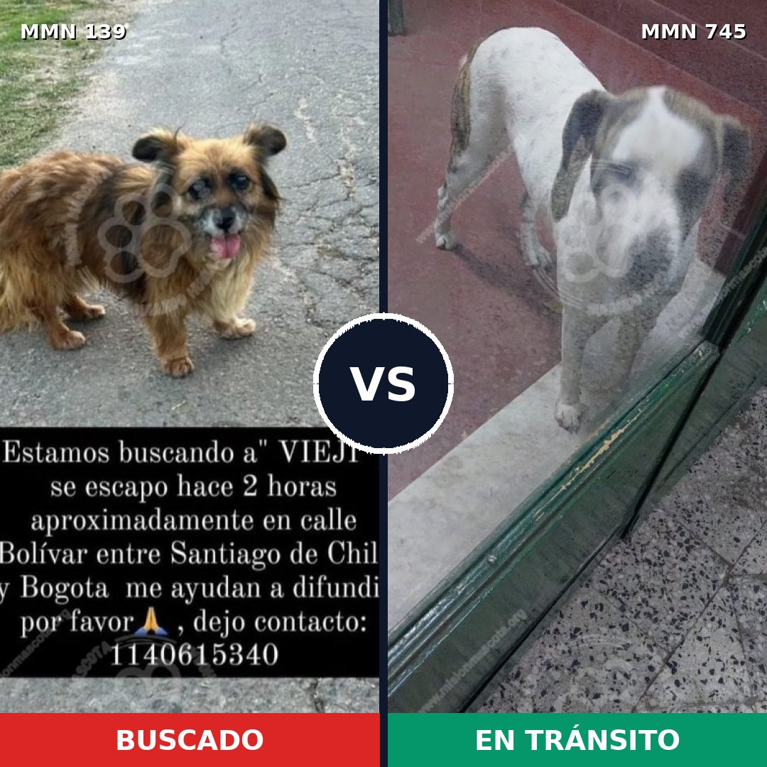 Comparativa MMS 26029: mascota perdida y mascota encontrada, 38% de similitud