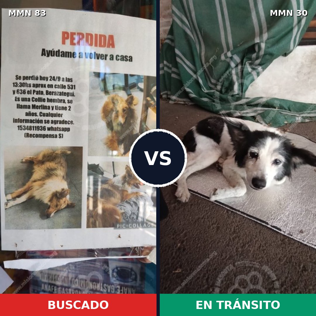 Comparativa MMS 2603: mascota perdida y mascota encontrada, 10% de similitud