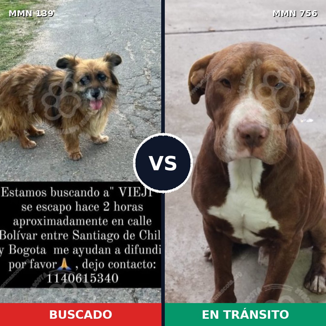 Comparativa MMS 26031: mascota perdida y mascota encontrada, 29% de similitud