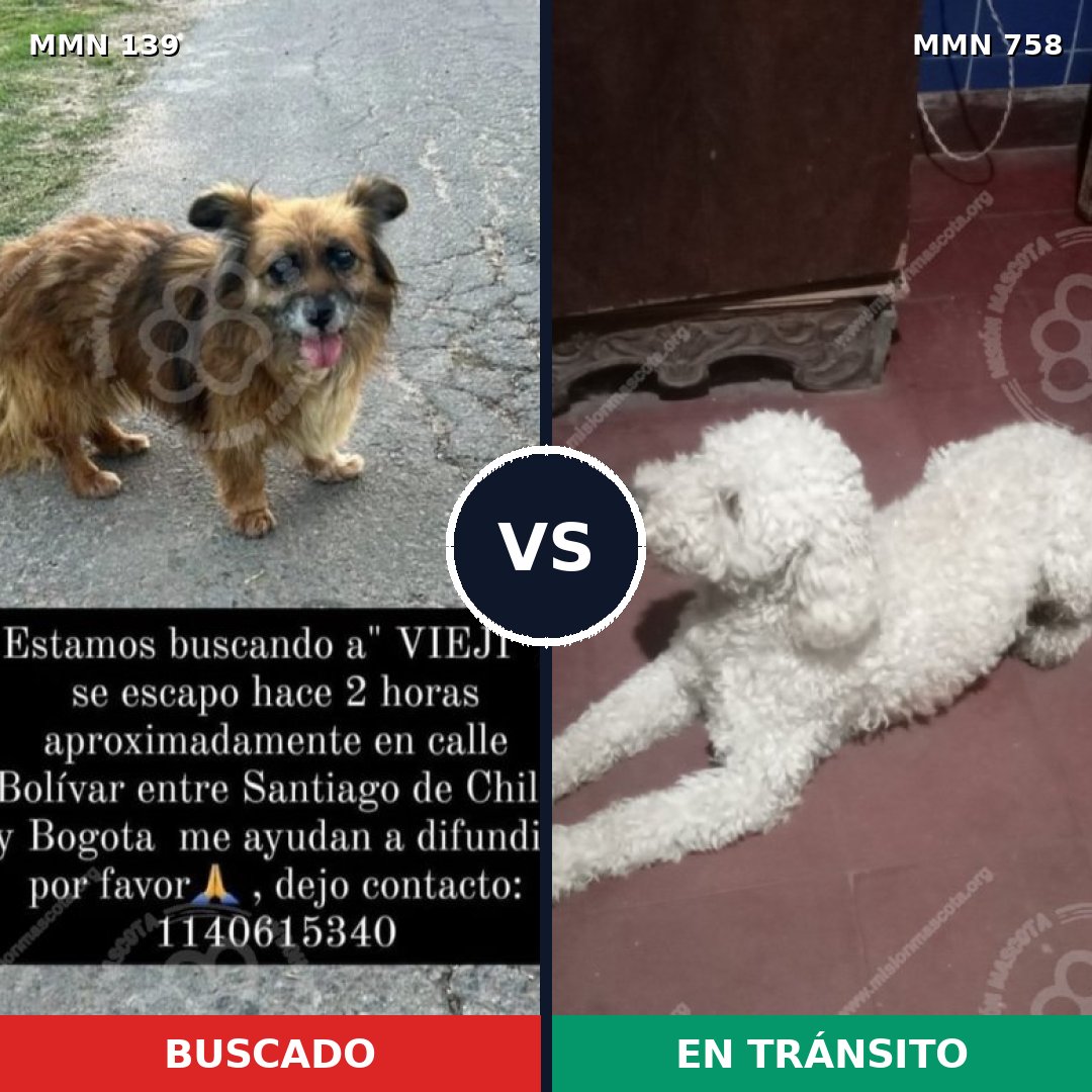 Comparativa MMS 26032: mascota perdida y mascota encontrada, 29% de similitud