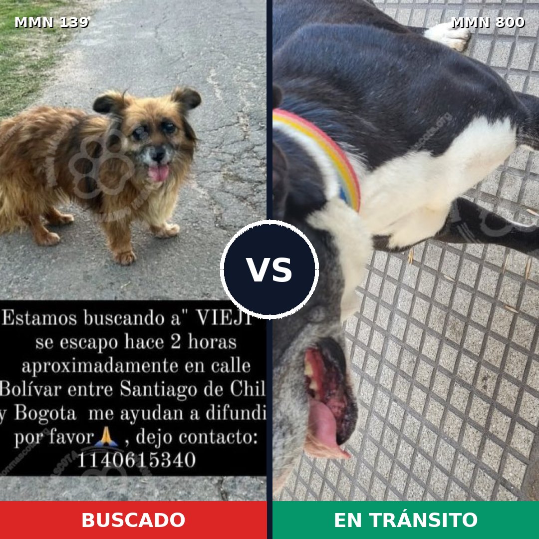 Comparativa MMS 26033: mascota perdida y mascota encontrada, 30% de similitud